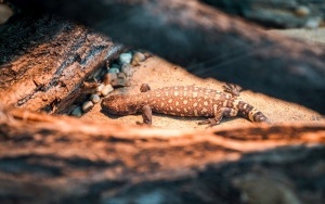 Nowe Egzotarium w Sosnowcu czeka na odwiedzających (4)