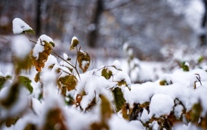 Zima na całego w Katowicach. Zobacz jak wygląda zaśnieżony Park Kościuszki (17)