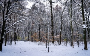 Zima na całego w Katowicach. Zobacz jak wygląda zaśnieżony Park Kościuszki (16)