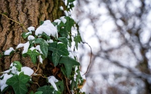 Zima na całego w Katowicach. Zobacz jak wygląda zaśnieżony Park Kościuszki (15)
