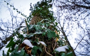 Zima na całego w Katowicach. Zobacz jak wygląda zaśnieżony Park Kościuszki (14)