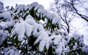 Zima na całego w Katowicach. Zobacz jak wygląda zaśnieżony Park Kościuszki (9)