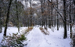 Zima na całego w Katowicach. Zobacz jak wygląda zaśnieżony Park Kościuszki (1)