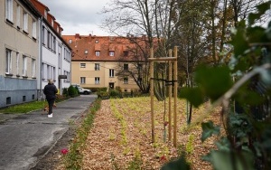 Miejskie służby dbają o tereny zielone w Katowicach (2)