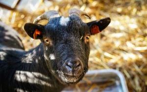 Stajenka w Śląskim Ogrodzie Zoologicznym (13)