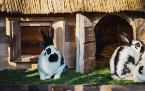 Żywa szopka w panewnickiej Bazylice (3)