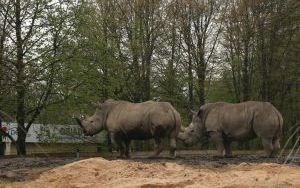 Wizyta w śląskim zoo  (7)