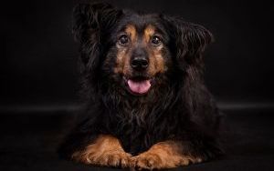 Murzynek - pies z katowickiego schroniska szuka domu (3)