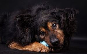 Murzynek - pies z katowickiego schroniska szuka domu (2)
