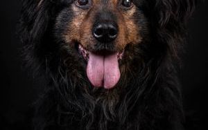 Murzynek - pies z katowickiego schroniska szuka domu (1)
