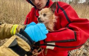 Strażacy uratowali psa z bagien (1)