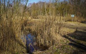 Wbicie łopaty pod budowę velostrady w Katowicach (4)