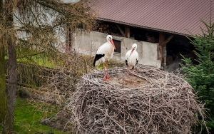 Już są! W Zarzeczu pojawiły się bociany! (8)