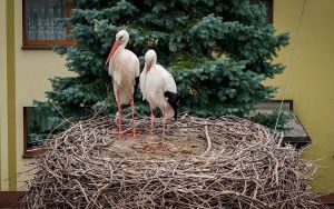 Już są! W Zarzeczu pojawiły się bociany! (6)