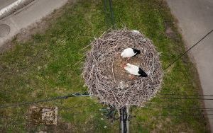 Już są! W Zarzeczu pojawiły się bociany! (3)