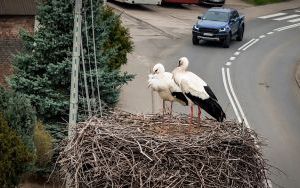 Już są! W Zarzeczu pojawiły się bociany! (1)