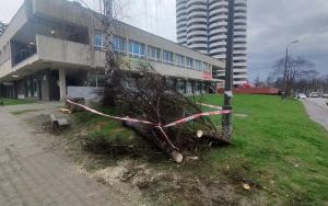 Strażacy OSP Katowice-Szopienice usuwają skutki wichury (1)