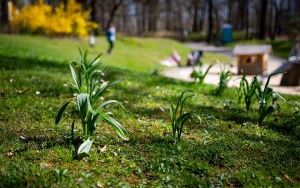 Pierwsze oznaki wiosny w Parku Kościuszki (2024) (6)