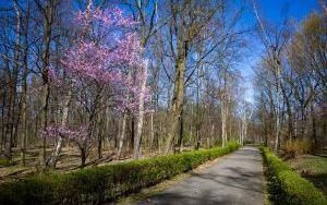 Pierwsze oznaki wiosny w Parku Kościuszki (2024) (5)