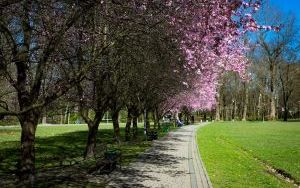 Pierwsze oznaki wiosny w Parku Kościuszki (2024) (9)