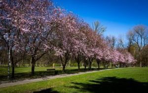 Pierwsze oznaki wiosny w Parku Kościuszki (2024) (10)
