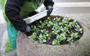 Miejskie działania na rzecz środowiska naturalnego. ZZM dba o miejską zieleń