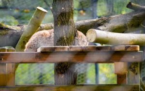 Ryś w Śląskim Ogrodzie Zoologicznym (16)