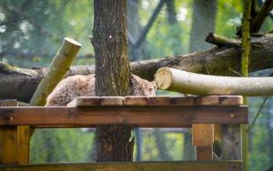 Ryś w Śląskim Ogrodzie Zoologicznym (15)