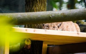 Ryś w Śląskim Ogrodzie Zoologicznym (13)