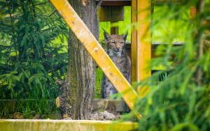 Ryś w Śląskim Ogrodzie Zoologicznym (10)