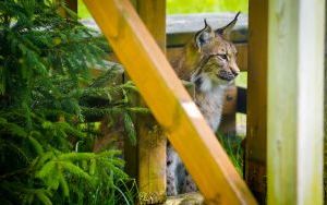 Ryś w Śląskim Ogrodzie Zoologicznym (9)