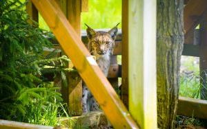 Ryś w Śląskim Ogrodzie Zoologicznym (8)