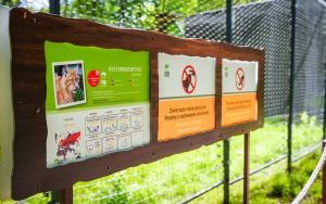 Ryś w Śląskim Ogrodzie Zoologicznym (6)