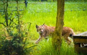 Ryś w Śląskim Ogrodzie Zoologicznym (4)