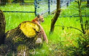 Ryś w Śląskim Ogrodzie Zoologicznym (3)