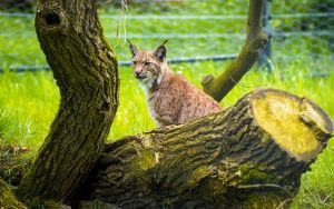 Ryś w Śląskim Ogrodzie Zoologicznym (2)