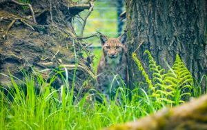 Ryś w Śląskim Ogrodzie Zoologicznym (1)