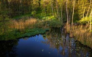 Stawy Janina i Barbara na katowickim Giszowcu [ZDJĘCIA Z DRONA] (6)