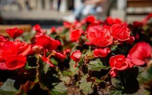 Begonie na Placu Kwiatowym w Katowicach (5)