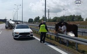 Koń na autostradzie A4 w Gliwicach (4)