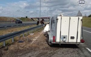 Koń na autostradzie A4 w Gliwicach (1)