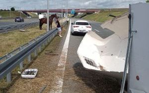 Koń na autostradzie A4 w Gliwicach (3)