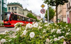 Kwitnące kwiaty na ul. Warszawskiej w Katowicach (18)
