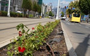Ulica Warszawska w Katowicach w trakcie wymiany cisów na róże - czerwiec 2024 (1)