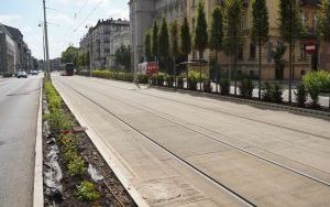 Ulica Warszawska w Katowicach w trakcie wymiany cisów na róże - czerwiec 2024 (2)