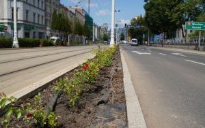 Ulica Warszawska w Katowicach w trakcie wymiany cisów na róże - czerwiec 2024 (3)