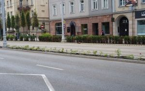 Ulica Warszawska w Katowicach w trakcie wymiany cisów na róże - czerwiec 2024 (6)
