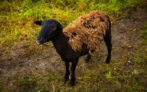 Owce kameruńskie w Katowicach (czerwiec 2024) (2)