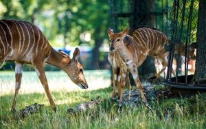 Mieszkańcy Śląskiego Ogrodu Zoologicznego w Chorzowie (18)