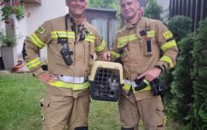 Wolontariuszki i strażacy pomogli dzikiej kotce i jej maluchom (2)